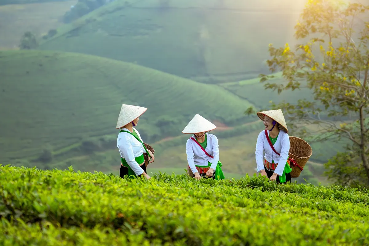 How to Store Loose Leaf Tea So It Stays Fresh for a Year